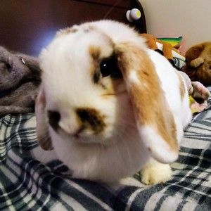 Meet your Posher, Alissa